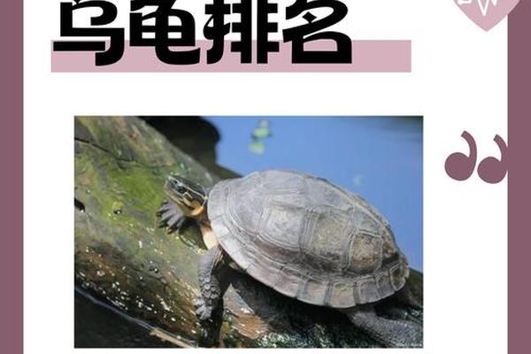 龟代表什么天干地支—乌龟在八卦中代表什么意思