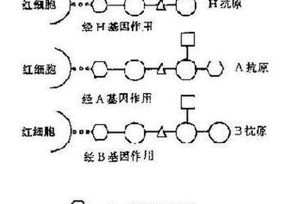 血型遗传a-abo血型遗传图解