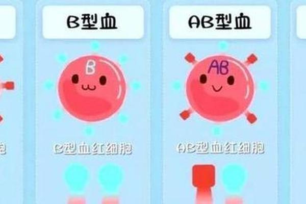 血型A5-常见血型有几种