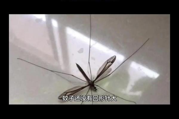 a血型的蚊子(a型血容易吸引蚊子吗)