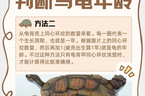 乌龟 天干地支、乌龟属火还是水