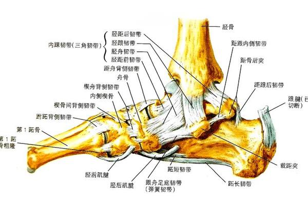 两脚三角韧带有痣相,三角韧带包括几个韧带 两脚三角韧带有痣相,三角韧带包括几个韧带
