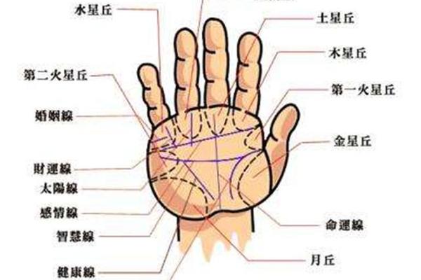 手边痣相—手掌痣相图解