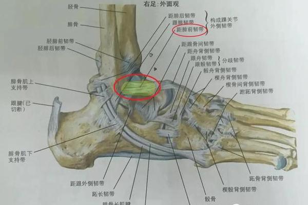 两脚三角韧带有痣相,三角韧带包括几个韧带