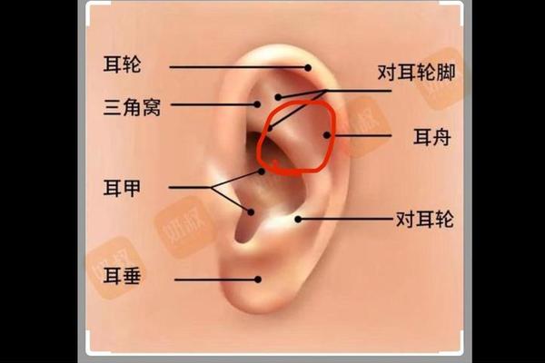 耳朵上有痣的相解;痣相大全图解