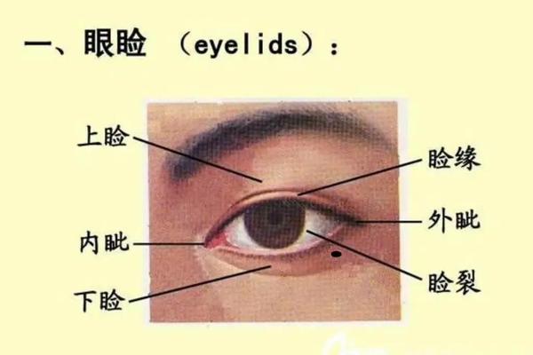 男人下眼睑痣相(男人面部痣相最新图解)