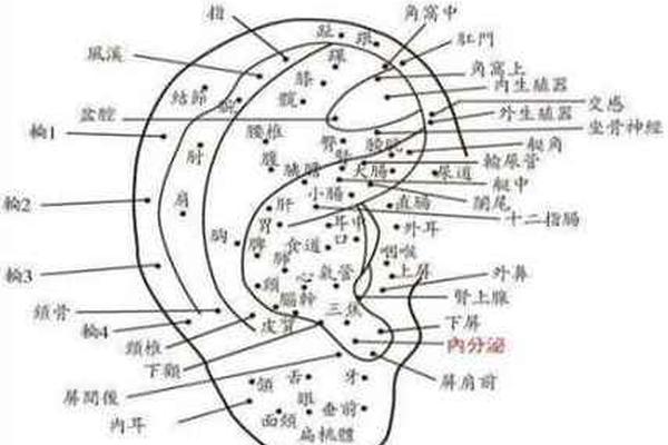 麻衣神相耳背痣—耳朵有痣的命运 图解