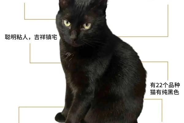 猫的痣相相当;猫的面相好不好怎么区别