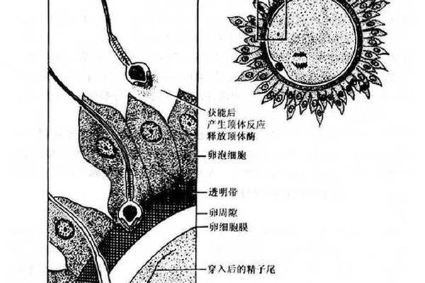 生殖器 痣相;男人生殖上长痣好不好