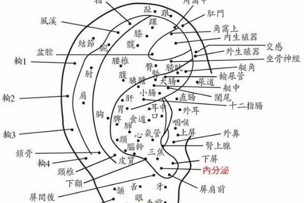 耳痣图相女生图解视频-耳朵的痣图解 女人