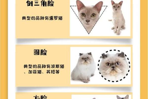 猫咪痣相,猫的面相好不好怎么区别