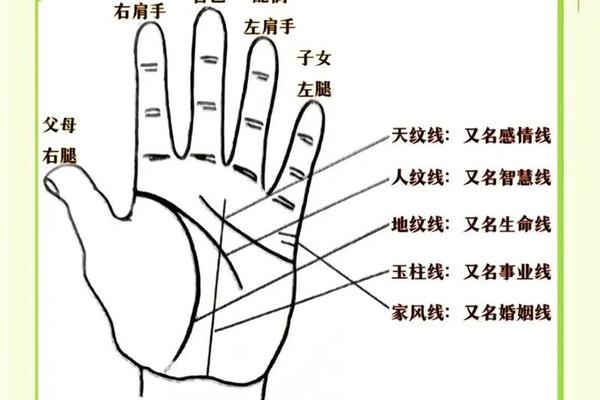 掌纹和痣相(手掌有痣图解)