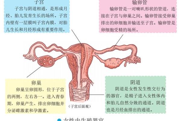 生殖 生殖